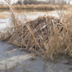 Meet your Posher, Arron